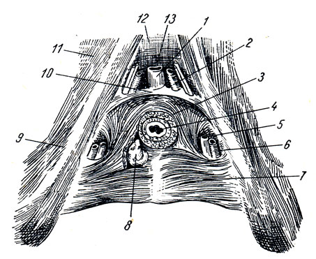 . 188.    . 1 - v. dorsalis penis; 2 - a. dorsalis penis; 3 - m. sphincter urethrae; 4 - urethra; 5 - v. profunda penis; 6 - a. profunda penis; 7 - m. transversus perinei profundus; 8 - glandula bulbourethralis; 9 - ramus ossis ischii; 10 - lig. transversum perinei; 11 - ramus inferior ossis pubis; 12 - symphysis pubica; 13 - lig. arcuatum pubis