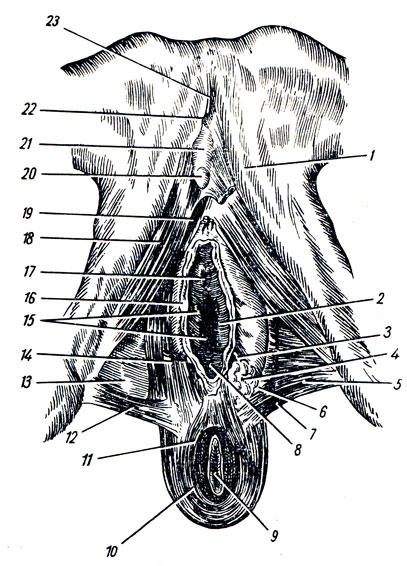 . 189.   ,     . 1 - ramus inferior ossis pubis; 2 - vestibulum vaginae; 3 - ductus excretorius glandulae vestibularis majoris; 4 - glandula vestibularis major; 5 - m. transversus perinei prof.; 6 - fascia diaphragmatis urogenitalis inferior; 7 - m. transversus perinei superficialis; 8 - columna rugarum; 9 - anus; 10, 11 - m. sphincter ani ext.; 12 - m. transversus perinei superficialis; 13 - trigonum urogenitale; 14, 19 - m. bulbospongiosus (  ); 15 - carunculae hymenales; 16 - labium minus pudendi (); 17 - ostium urethrae ext.; 18 - m. ischiocavernosus; 20 - glans clitoridis; 21 - corpus clitoridis; 22 - ligamentum fundiforme clitoridis (); 23 - lig. suspensorium clitoridis