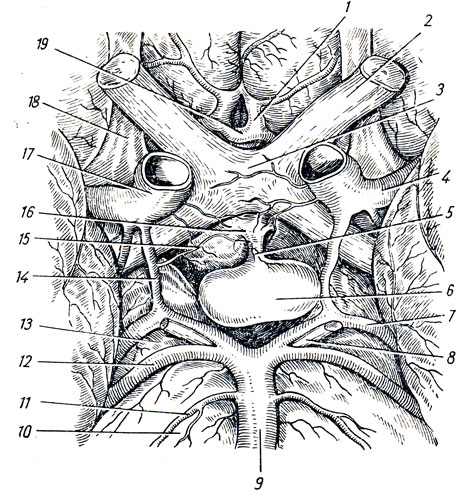 . 194. ,   ( . . ). 1 - a. cerebri anterior; 2 - n. opticus; 3 - chiasma opticum; 4 - a. cerebri media; 5 - infundibulum; 6 - hypophisis cerebri; 7 - a. cerebri posterior; 8 - n. oculomotorius; 9 - a. basilaris; 10 - pons; 11 - a. labyrinthi; 12 - a. cerebelli superior; 13 - pedunculus cerebri; 14 - a. communicans posterior; 15 - a. hypophysea; 16 - tuber cinereum; 17 - a. carotis interna; 18 - tractus olfactorius; 19 - a. communicans anterior