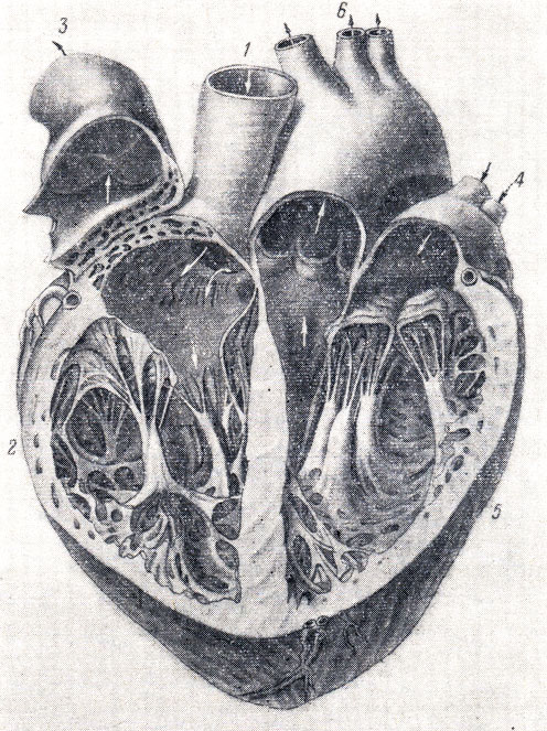 . 204.    (tr. pulmonalis ). 1 -    (v. cava superior); 2 -    (ventriculus cordis dexter); 3 -   (tr. pulmonalis); 4 -   (vv. pulmonales); 5 -    (ventriculus cordis sinister); 6 -   