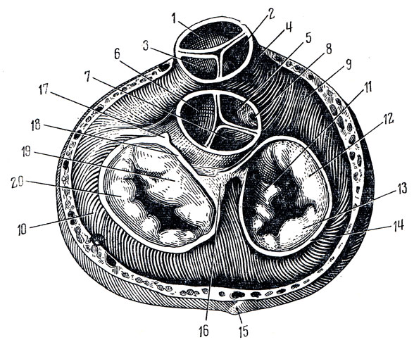 . 206.   (anuli fibrosi).    ;       ;            ;    . 1 - valvula semilunaris anterior tr. pulmonalis; 2 - valvula semilunaris dextra tr. pulmonalis; 3 - valvula semilunaris sinistra tr. pulmonalis; 4 - conus arteriosus; 5 - valvula semilunaris dextra aortae; 6 - valvula semilunaris sinistra aortae; 7 - valvula semilunaris posterior aortae; 8 - a. coronaria dextra; 9 - ventriculus dexter; 10 - ventriculus sinister; 11 - cuspis septalis; 12 - cuspis anterior; 13 - cuspis posterior; 14 - anulus fibrosus; 15 - v. cordis magna; 16 -   ; 17 -   ; 18 - anulus fibrosus sinister; 19 - cuspis anterior; 20 - cuspis posterior
