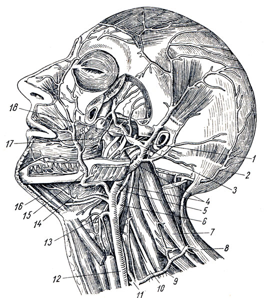 . 218.    . 1 - a. temporalis superficialis; 2, 5 - a. occipitalis; 3 - a. maxillaris; 4 - a. carotis ext.; 6 - a. carotis int.; 7 - ,  ; 8 -  ; 9 -   ; 10 - plexus brachialis; 11 - truncus thyreocervicalis; 12 - a. carotis commuis; 13 - a. thyreoidea sup.; 14 - a. lingualis; 15 - a. facialis; 16 -    ; 17 -  ; 18 - a. meningea media