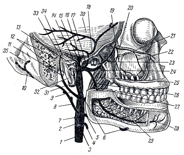 . 219.    (a. maxiliaris). 1 - a. carotis communis; 2 - a. carolis interna; 3 - a. carotis externa; 4 - a. thvreoidea superior; 5 - a. lingualis; 6 - a. facialis; 7 - a sternocleidomastoidea; 8  10 - a. occipitalis; 9 - a. auricularis posterior; 11 - a. stylomastoidea; 12 -  a. occipitalis; 13 - a. temporalis superficialis; 14 -    ; 15 - a. carotis interna; 16 - a. maxiliaris; 17 - a. meningea media; 18 - n. mandibulars; 19, 23, 24 -  a maxiliaris   ; 20 - a. infraorbitalis; 21 - a alveolaris sup post.; 22 - a. alveolaris superior anterior; 25 - m. pterygoideus med.; 26 - a. alveolaris inferior; 27 - r. mylohyoideus; 28 - a. mentalis; 29 - rami dentales; 30 - dura mater encephali; 31 - nn. vagus, glossopharyngeus, accessorius; 32 - proc. styloideus; 33 - v. jugularis int.; 34 - n. facialis; 35 -  a. occipitalis