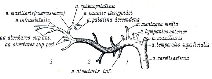 Ветви верхнечелюстной артерии схема