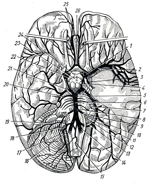 . 221.    (),          ( . . ). 1 - a. carotis interna; 2 - a. cerebri media; 3 - a. chorioidea; 4 - a. communicans posterior; 5 - a. cerebri posterior; 6 - a. basilaris; 7 - n. trigeminus; 8 - n. abducens; 9 - n. intermedins; 10 - n. facialis; 11 - n. vestibulocochlear; 12 - n. glossopharyngeus; 13 - n. vagus; 14 - a. vertebralis; 15 - a. spinalis ant.; 16, 18 - n. accessorius; 17 - a. cerebelli inf. post.; 19 - a. cerebelli inf. ant.; 20 - a. cerebelli sup.; 21 - n. oculomotorius; 22 - tractus opticus; 23 - infundibulum; 24 - chiasma opticum; 25 - aa. cerebri anteriores; 26 - a. communicans anterior