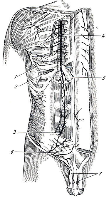 . 223. A. thoracica interna et a. epigastrica inferior. 1 - a. intercostalis post. IV; 2 - a. musculophreniea; 3 - a. epigastrica inf.; 4 - a. thoracica interna; 5 - a. epigastrica sup; 6 - a. epigastrica superficialis; 7 - aa. dorsales penis