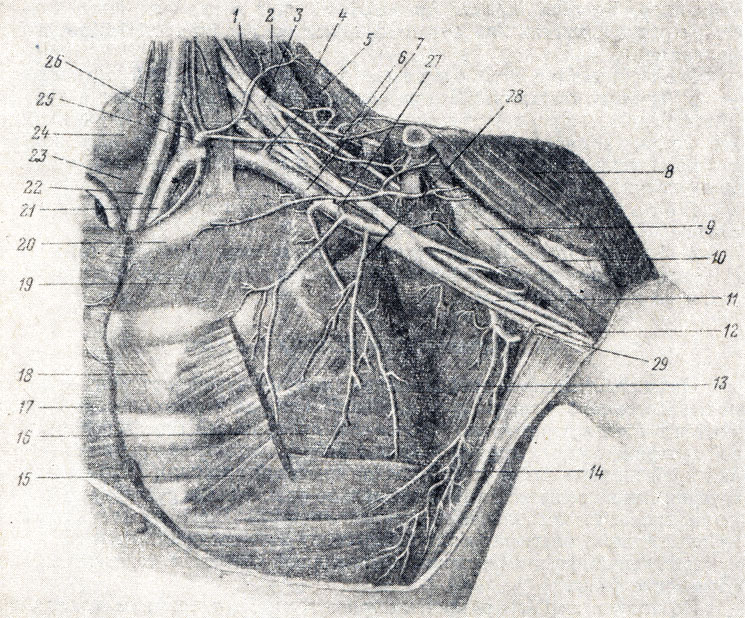 . 224.    . 1 - m. scalenus medius; 2 - m. levator scapulae; 3, 6 - plexus brachialis; 4 - m. trapezius; 5 - a. transversa colli; 7 - a. axillaris; 8 - m. deltoideus; 9 - m. coracobrachialis; 10 - m. biceps brachii (caput breve); 11 - n. medianus; 12 - n. ulnaris; 13 - m. subscapulars; 14 - m. latissimus dorsi; 15 - m. pectoralis minor; 16 - m. serratus ant.; 17 - m. pectoralis major; 18 - m. intercostalis int.; 19 - m. intercostalis ext.; 20 - I ; 21 - a. subclavia sinistra; 22 - a. carotis communis sinistra; 23 - trachea; 24 - glandula thyreoidea; 25 - truncus thyreocervicalis 26 - a. vertebralis; 27 - a. thoracoacromialis; 28 - a. thoracica lateralis; 29 - a. subscapularis