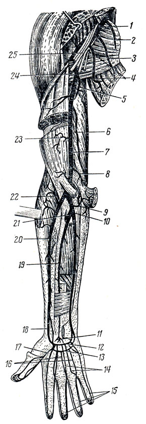 . 225.     ( ). 1 - a. axillaris; 2 -  ; 3 - a. thoracica lateralis; 4 - a. subscapulars    a. thoracodorsalis; 5 - a. profunda brachii; 6 - a. collateralis ulnaris superior; 7 - a. brachialis; 8 - a. collateralis ulnaris inferior; 9 - a. reccurens ulnaris; 10 - a. ulnaris; 11 - rete carpi palmare; 12 - arcus palmaris profundus; 13 - arcus palmaris superficialis; 14 - aa. metacarpus; palmares; 15 - aa. digitals palmares propriae; 16 - aa. digitales palmares communes; 17 - a. princeps pollicis; 18 - a. radialis; 19 - a. interossea anterior; 20 a. radialis; 21 - a. interossea communis; 22 - a. reccurens radialis; 23 - rr. musculares; 24 - a. circumflexa humeri posterior; 25 - plexus brachialis