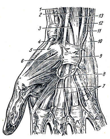 . 226.    . 1, 4 - a. radialis; 2 - m. flexor carpi radialis; 3 - n. medianus; 5 - m. abductor pollicis longus; 6 - ramus pal maris superficialis a. radialis; 7 - aa. digitales palmares communes; 8 - arcus palmaris superficialis; 9 - retinaculum flexorum; 10 - os pisiforme; 11 - a. ulnaris; 12  13 - m. flexor digitorum superficialis