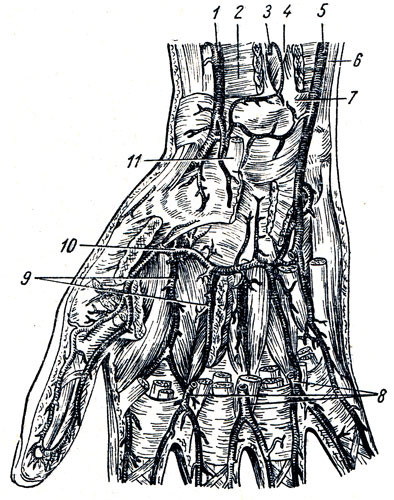 . 227.   .   . 1 - a. radialis; 2 - m. pronator quadratus; 3 - a. interossea anterior; 4 - membrana interossea; 5 - a. ulnaris; 6 -  m. flexoris carpi ulnaris; 7 - ulna; 8 - aa. digitales palmares communes; 9 - aa. metacarpeae palmares; 10 - arcus palmaris profundus; 11 -  m. flexoris carpi radialis