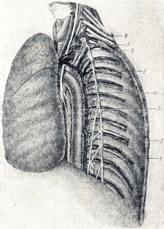 . 228.          ( ). 1 - truncus sympathicus; 2 - v. hemiazygos; 3 - aorta descendens; 4 - v. hemiazygos acc; 5 - a. et v. intercostales posteriores  n. intercostalis; 6 - n. vagus; 7 - a. subclavia; 8 - plexus brachialis