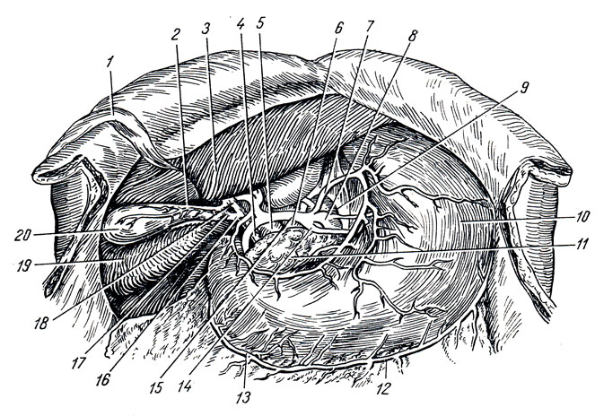 . 229.     . 1 - lig. teres hepatis; 2 - a. cystica; 3 -   ; 4, 16 - ductus choledochus; 5 - v. portae; 6 - v. cava inf.; 7 - a. gastrica sin.; 8 - truncus celiacus; 9 - aorta abdominalis; 10 - ; 11 - pancreas; 12 - a. gastroepiploica sin.; 13 - a. gastroepiploica dext.; 14 - a. lienalis; 15 - a. hepatica communis; 17 - ductus cysticus; 18 - ductus hepaticus communis; 19 -   ; 20 - vesic fellea