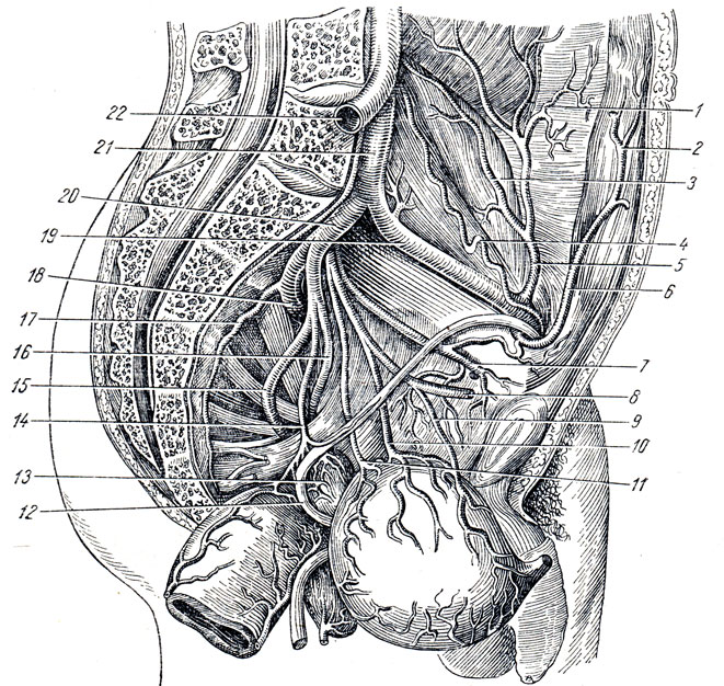 . 230.        .         . 1 -  a. circumflexae ilium profundae  m. transversus abdominis; 2  6 - a. epigastrica inferior; 3 -   m. iliacus; 4 - a. testicularis; 5 - a. circumflexa ilium profunda; 7 - a. obturatoria; 8 - a. urnbilicalis; 9 - a. vesicalis sup.; 10 -    ; 11 - a. vesicalis inf.; 12 - ductus deferens sinister; 13 - vesicula seminalis; 14 - a. rectalis media    a. ductus deferentis; 15 - a. glutea inferior; 16 - a. pudenda interna; 17 - a. sacralis lateralis; 18 - a. glutea superior; 19 - a. iliaca externa; 20 - a. iliaca interna; 21 - a. iliaca communis sinistra; 22 - a. iliaca communis dextra