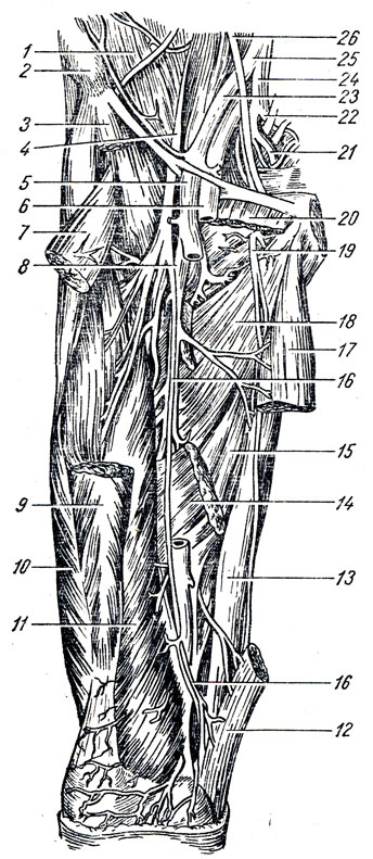 . 231.    . 1 -  ; 2 -     ; 3  12 -   ; 4 - n. femoralis; 5 - a. femoralis (   ); 6 - v. femoralis; 7  9 -    ; 8 - a. profunda femoris; 10, 11 -       ; 13 -  ; 14, 15 -    ; 16 - n. saphenus; 17 -    ; 18 -   ; 19 - n. obturatorius; 20 -   ; 21, 22 - a. glutea inf. et a. glutea sup.; 23 - a. iliaca ext.; 24 - a. iliaca interna; 25 - a. iliaca communis; 26 - 