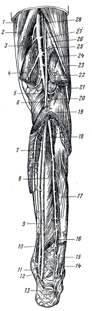 . 232.   . 1 -  ; 2 -  ; 3 -  ; 4  22 -      ; 5 -  ; 6, 9  27 - n. tibialis; 7  12 - a. tibialis posterior; 8 -   ; 10 -   ; 11  17 -   I  (   ); 13 -  ; 14 -   ; 15 -   ; 16  18 - . peronea; 19 -  ; 20 - a tibialis anterior; 21  26 - n. peroneus communis; 23 -   ; 24 -  ; 25 - a. poplitea; 28 - n. ischiadicus