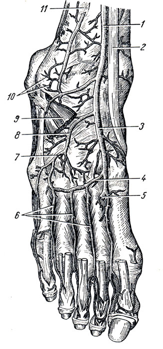 . 233.   . 1 - a. tibialis ant.; 2 -    ; 3 - . dorsalis pedis; 4 - a. arcuata (  ); 5 - r. plantaris profundus a. dorsalis pedis; 6 - . rnetatarseae dorsales; 7, 8 - a. tarsea lateralis; 9 -    (); 10 - rete malleolare laterale; 11 -   