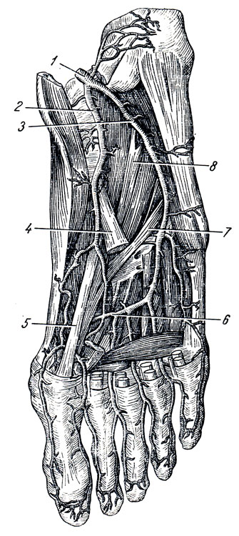 . 234.  . 1 - a. tibialis post.; 2 - a. plantaris medialis; 3 - a. plantaris lateralis; 4 -    ; 5 -    I ; 6 - arcus plantaris; 7 -    ; 8 -   