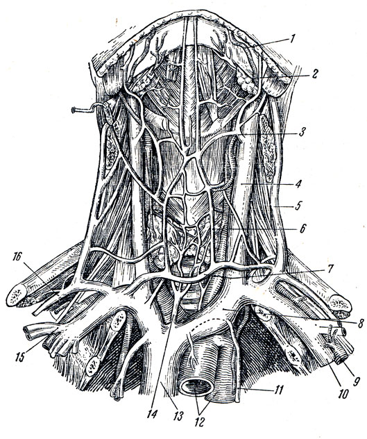 . 239.   ,     . 1 - a. facialis; 2, 3 - v. facialis; 4 - v. jugularis interna; 5 - v. jugularis externa; 6 - v. jugularis anterior; 7 - arcus venosus juguli; 8 - v. brachiocephalica sinistra; 9 - a. subclavia; 10 - v. subclavia; 11 - v. thoracica interna; 12 - arcus aortae; 13 - v. cava superior; 14 - v. thyreoidea ima; 15 - v. cephalica; 16 - v. transversa colli