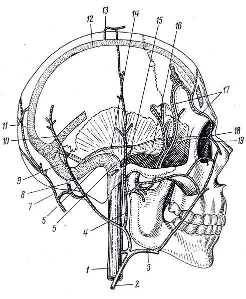 . 240.               (). 1 - v. jugularis interna; 2 - v. jugularis externa; 3 - v. facialis; 4 - v. retromandibularis; 5 - bulbus v. jugularis superior; 6 - sinus sigmoideus; 7 - v. occipitalis; 8 - v. emissaria mastoidea; 9 - sinus transversus; 10 - sinus rectus; 11 - v. emissaria occipitalis; 12 - sinus sagittalis superior; 13 - v. emissaria parietalis; 14 - sinus petrosus superior; 15 - sinus petrosus inferior; 16 - sinus cavernosus; 17 - vv. diploicae; 18 - v. ophthalmica superior; 19 - v. angularis