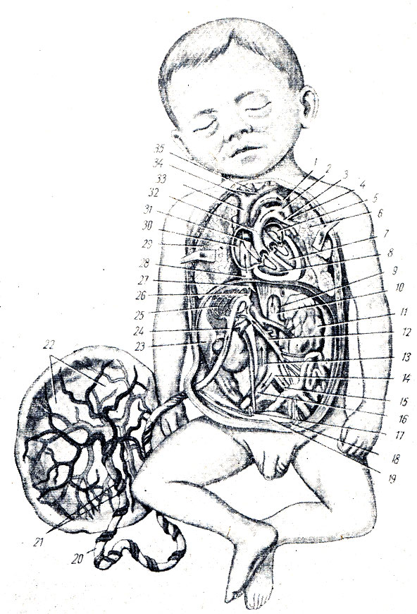 . 247.   ( . . ). 1 - arcus aortae; 2 - ductus arteriosus; 3 - a. pulmonalis sinistra; 4 - aorta descendens; 5 - atrium sinistrum; 6, 29 - pulmones; 7 - ventriculus sinister; 8 - ventriculus dexter; 9 - diaphragma; 10 - aorta abdominalis; 11 - ren sinister; 12 - v. portae; 13, 28 - v. cava inferior; 14 - bifurcatio aortae; 15, 16 - aa. iliacae comm.; 17, 18 - aa. umbilicales; 19 - vesica urinaria; 20, 24 - v. umbilicalis; 21 - aa. umbilicales; 22 - placenta; 23 - hepar; 25 -   ; 26 - ductus venosus; 27 - vv. hepaticae; 30 - atrium dextrum; 31 - foramen ovale; 32 - truncus pulmonalis; 33 - v. cava superior; 34 - vv. brachiocephalicae; 35 - truncus brachiocephalicus