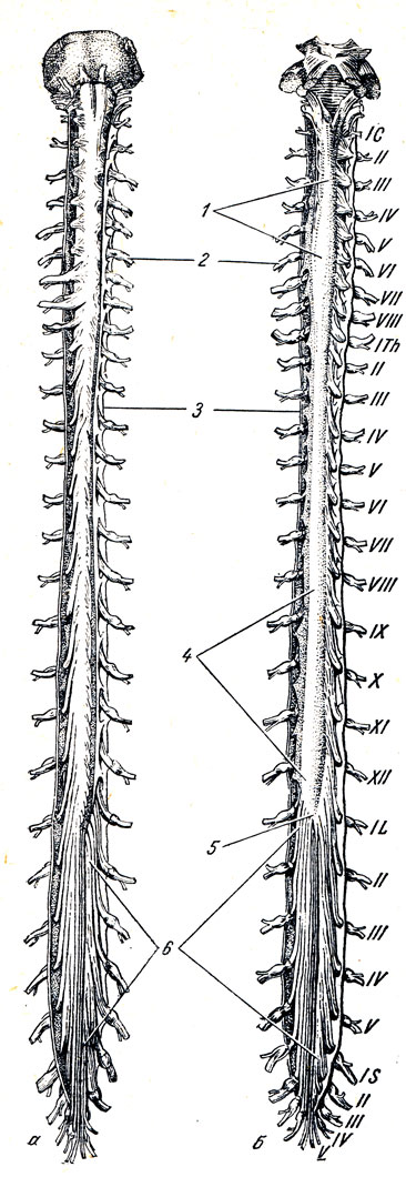 . 267.  .  -   (  );  -   (  ).     .   .       (),  (Th),  (L)   (S)  . 1 - intumescentia cervicalis; 2 - ganglion spinale; 3 - dura mater medullae; spinalis; 4 - intumescentia lumbalis; 5 - conns medullaris 6 - cauda equina