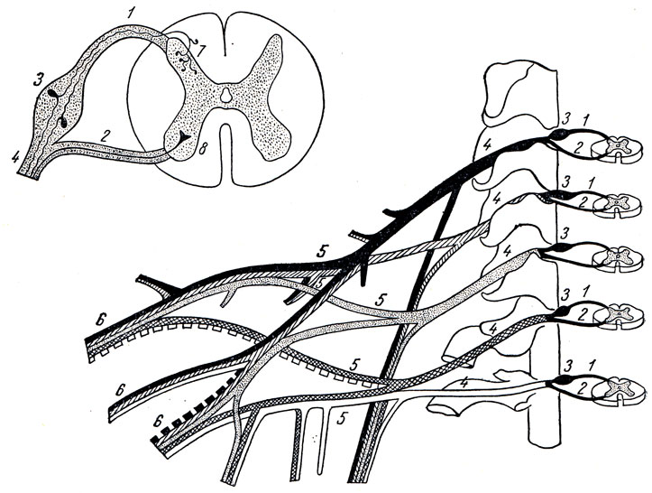 . 268.     (). 1 - radix dorsalis; 2 - radix ventralis; 3 - ganglion spinale; 4 - funiculus; 5 - plexus; 6 -  ; 7 -  ; 8 -  