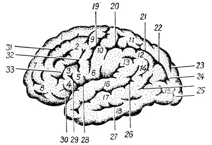 . 274.      . 1, 7 - gyrus frontalis superior; 2 - gyrus frontalis medius: 3 - gyrus frontalis inferior; 4 - pars triangularis; 5 - pars opercularis; 8 - polus frontalis; 9 - gyrus precentralis; 10, 6 - gyrus postcentralis; 11 - lobulus parietalis superior; 12 - lobulus parietalis inferior; 13 - gyrus supramarginalis; 14 - gyrus angularis; 15 - gyri occipitales laterales; 16 - gyrus temporalis superior; 17 - gyrus temporalis medius; 18 - gyrus temporalis inferior; 19 - sulcus centralis; 20 - sulcus postcentralis; 21 - sulcus intraparietalis; 22 -  sulcus intraparietalis  sulcus occipitalis transversa; 23 - sulcus parietooccipitalis; 24 - sulcus occipitalis transversus; 25 - sulci occipitales laterales; 26 - sulcus temporalis superior; 27 - sulcus temporalis inferior; 28 - sulcus cerebri lateralis; 29 - ramus ascendens sulci cerebri lateralis; 30 - ramus anterior sulci cerebri lateralis; 31 - sulcus frontalis superior; 32 - sulcus precentralis; 33 - sulcus frontalis inferior