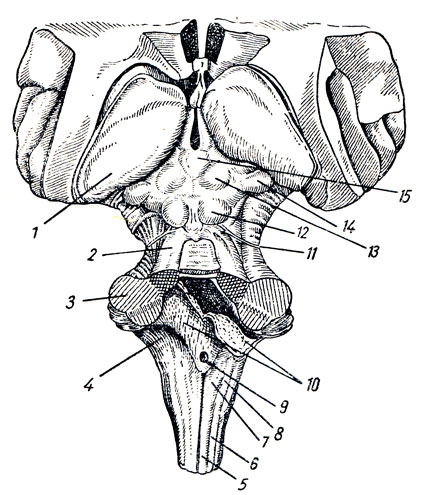 . 278.   . 1 - pulvinar (  thalamus); 2 - pedunculus cerebellaris superior; 3 - pedunculus cerebellaris medius; 4 - pedunculus cerebellaris inferior; 5 - fasciculus gracilis (Goll); 6 - fasciculus cuneatus (Burdach); 7 - tuberculum nuclei gracilis; 8 - tuberculum nuclei cuneati; 9 - apertura mediana ventriculi quarti; 10 - plexus chorioideus, tela chorioidea ventriculi quarti (  ,     IV ); 11 - n. trochlears; 12 - colliculus inferior ; 13 - colliculus superior ; 14 - corpus geniculatum mediale; 15 - corpus pineale