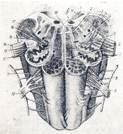 . 280.   -      ( . . ). 1 - velum medullare posterior; 2 - formatio reticularis; 3 - nucleus tractus spinalis n. trigemini; 4 - nucleus ambiguus; 5 - tractus olivocerebellaris; 6 - nucleus olivaris accessorius medialis; 7, 16 - nucleus olivaris; 8 - n. accessorius; 9 - pyramis; 10 - n. hypoglossus; 11 - oliva; 12 - hilus nuclei olivaris 13 - tractus tectospinal; 14 - n. vagus; 15 - tractus rubrospinalis; 17 - pedunculus cerebellaris inferior; 18 - fasciculus longitudinalis medialis; 19 - nucleus n. hypogllossi