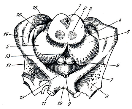 . 286. Metathalamus  hypothalamus. 1 - aqueductus cerebri; 2 - nucleus ruber; 3 - tegmentum; 4 - substantia nigra; 5 - crus cerebri; 6 - corpus mamillare; 7 - substantia perforata anterior; 8 - trigonum olfactorium; 9 - infundibulum; 10 - chiasma opticum; 11 - n. opticus; 12 - tuber cinereum; 13 - substantia perforata posterior; 14 - corpus geniculatum laterale; 15 - corpus geniculatum mediale; 16 - pulvinar; 17 - tractus opticus