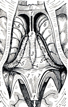 . 287.       .            tela chorioidea. 1 - corpus callosum; 2 - columnae fornicis (); 3 - tela chorioidea ventriculi tertii; 4 - v. cerebri magna; 5 - plexus chorioideus ventriculi lat.; 6 - nucleus caudatus; 7 - crus fornicis; 8 - cornu posterius ventriculi lat