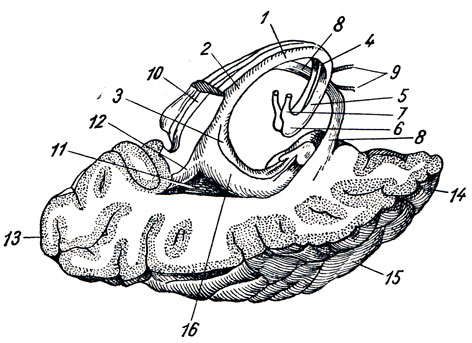 . 288. ,    . 1 - corpus fornicis; 2 - cms fornicis; 3 - fimbria hippocampi; 4, 5 - columna fornicis; 6 - corpus mamillare; 7 - fasciculus thalamomamillaris (Vicq - d'Azyr); 8, 9 - comissura anterior; 10 - splenium corporis callosi; 11 - trigonum collaterale; 12 - calcar avis; 13 - polus occipitalis; 14 - polus temporalis; 15 - gyrus temporalis medius; 16 - hippocampus