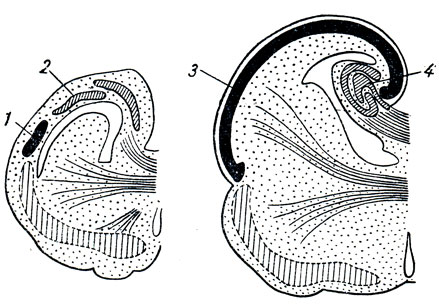 . 291.  neopallium ( ).  -  (Python),  -   (Hypsiprimnus). 1  3 - neopallium; 2 - archipallium; 4 - hippocampus