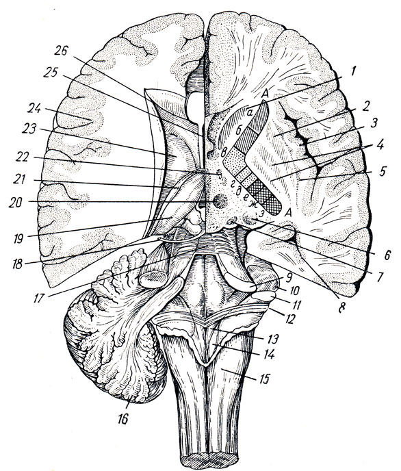 . 297.       .  -     ;  -    . IV    . 1 - nucleus caudatus; 2 - putamen; 3 -   ; 4 - globus pallidus; 5 - claustrum; 6 - cauda nuclei caudati; 7 - nucleus corporis geniculati medialis; 8 - cornu inferius ventriculi lateralis; 9 - pedunculus cerebellaris superior; 10 - pedunculus cerebellaris medius; 11 - pedunculus cerebellaris inferior; 12 - striae medullares; 13 - trigonum n. hypoglossi; 14 - trigonum n. vagi; 15 - tuberculum nuclei gracilis; 16 - cerebellum; 17 - velum medullare superius; 18 - n. trochlearis; 19 - thalamus; 20 - nucleus ruber; 21 - stria terminalis; 22 - nucleus hypothalamicus; 23 - nucleus caudatus; 24 -  ; 25 - cavum septi pellucidi; 26 - cornu anterius ventriculi lateralis; AA - capsula interna; a - tractus frontothalamicus;  - tractus frontopontinus;  - tractus corticonuclearis;  - tractus corticospinalis;  - tractus bulbothalamicus  spinothalamicus; e - tractus occipitotemporopontinus;  -   ;  -   