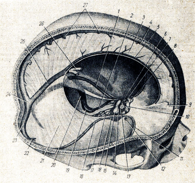 . 303.        ( . . ). 1, 18 - sinus petrosus superior (dexter et sinister); 2 - sinus petrosus inferior; 3 - falx cerebri; 4 - sinus sagittalis superior; 5 - sinus sagittalis inferior; 6 - infundibulum; 7 - a. carotis interna; 8 - n. opticus; 9 - crista galli; 10, 14 - sinus intercavernosus; 11 - sinus sphenoparietalis; 12 - v. cerebri media; 13 - diaphragma sellae; 15 - dorsum setlae; 16 - sinus cavernosus; 17 - plexus basillaris; 19 - bulbus superior v. jugularis internae; 20 - sinus sigmoideus; 21 - tentorium cerebelli; 22 - vv. cerebri inferiores; 23 - sinus transversus; 24 - confluens sinuum; 25 - sinus rectus; 26 - v. cerebri magna; 27 - vv. cerebri superiores