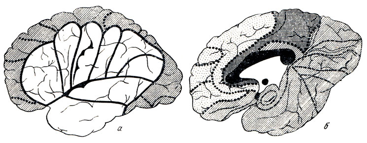 . 306.    .  -  :  a. cerebri media ();  a. cerebri anterior et posterior ();  -  :  a. cerebri ant. (), mediae ()  post, ().   