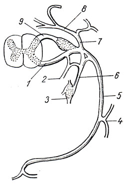 . 308.     (  - n. thoracicus). 1 -  ; 2 - ramus meningeus; 3 -  ; 4 - ramus cutaneus lateralis; 5 - ramus ventralis; 6 - ramus communicans; 7 - ramus dorsalis; 8 - ramus medialis rami dorsalis; 9 -  