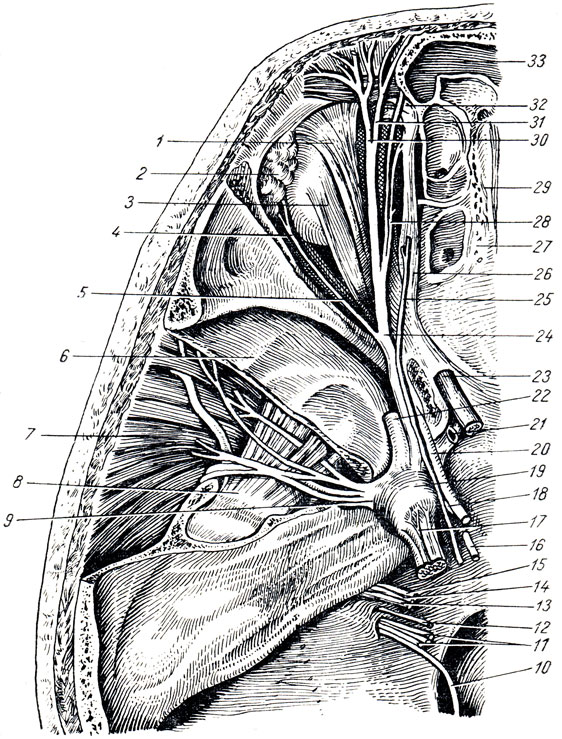 . 323.   (). 1 - m. levator palpebrae superioris; 2 - glandula lacrimalis; 3 - m. rectus oculi superior; 4 - n. lacrimalis; 5 - m. rectus oculi lateralis; 6 - fossa cranii media; 7 - m. temporalis; 8 - m. pterygoideus lateralis: 9 - n. mandibulars; 10 - n. accessorius; 11 - n. vagus; 12 - n. glossopharyngeus; 13 - p. cochlearis VIII ; 14 - p. vestibularis VIII ; 15 - n. facialis; 16, 18 - n. abducens; 17 - n. trigeminus; 19 -ganglion trigeminale; 20 - n. oculomotorius; 21 - a. carotis interna; 22 - n. maxillaris; 23 - n. opticus; 24 - n. ophtalmicus; 25 - n. trochlearis; 26 - m. obliquus; oculi superior; 27 - lamina cribrosa; 28 - n. nasociliaris; 29 - crista galli; 30 - n. supraorbitalis; 31 - n. frontalis; 32 - trochlea; 33 - sinus frontalis