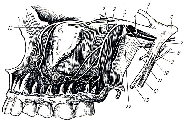 . 324. N. maxillaris (  n. trigemini). 1 - r. dentalis sup.; 2 - n. zygomaticus; 3 - n. maxillaris; 4 - n. canalis pterygoidei; 5 - n. ophtalmicus; 6 - n. trigeminus; 7 - n. mandibulars; 8 - chorda tympani; 9 - g. oticum; 10 -  g. pterygopalatinum  n. maxillaris; 11 - n. massetericus; 12 - n. alveolaris inf.; 13 - n. lingualis; 14 - g. pterygopalatinum; 15 - n. infraorbitalis