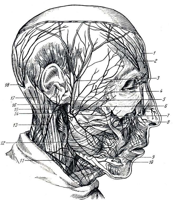 . 329.      . 1 -  n. frontalis; 2 - n. supraorbitalis; 3 -  n. auriculotemporalis; 4 - r. zygomaticus n. facialis; 5 - n. auriculotemporalis; 6, 7 - rr. buccales n. faciales; 8 - n. infraorbitalis; 9 - r. marginalis mandibular 10 - n. mentalis; 11 - n. transversa colli; 12 - r. colli n. facialis; 13 - n. auricularis magnus; 14 - r. anastomoticus n. facialis  pl. cervicalis; 15 - n. facialis; 16 - n. auricularis post.; 17 - n. occipitalis minor; 18 - n. occipitalis major