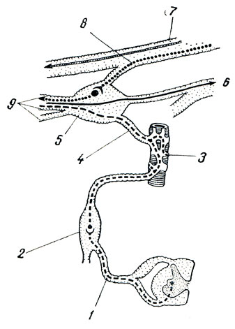 . 343. Ganglion ciliare (). 1 - r. communicans albus; 2 - ganglion cervicale superins; 3 - a. ophthalmica; 4 - r. sympathicus ad ganglion ciliare; 5 - ganglion ciliare; 6 - n. nasociliaris; 7 - n. oculomotorius; 8 - radix oculomotoria (  ); 9 - nn. ciliares breves