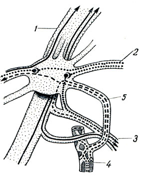 . 345. Ganglion oticum (). 1 - n. mandibularis; 2 - n. petrosus minor; 3 - n. auriculotemporalis; 4 - a. meningea media; 5 -  