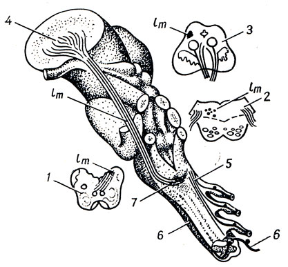 . 349.          . lm - lemniscus medialis; 1, 2, 3 -    ,          (lm)    ; 4 - nucleus lateralis thalami; 5 -      (  ); 6 - tractus gangliospinothal amicus; 7 - decussatio lemniscorum