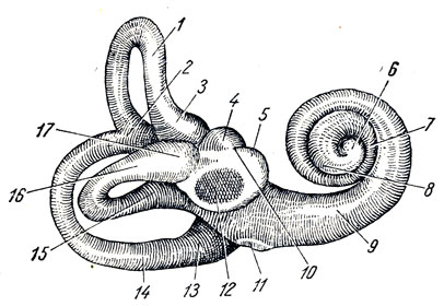 . 360.   . 1 - canalis semicircularis ant.; 2 - crus commune; 3 - ampulla ossea; 4 - recessus ellipticus; 5 - recessus sphericus; 6 -  ; 7 -   ; 8 -   ; 9 -   ; 10 -  crista vestibularis; 11 - fenestra cochleae; 12 - fenestra vestibuli; 13 - ampulla ossea post.; 14 - canalis semicircularis post.; 15 - crus simplex canalis lateralis; 16 - canalis semicircularis lateralis; 17 - ampulla ossea lateralis