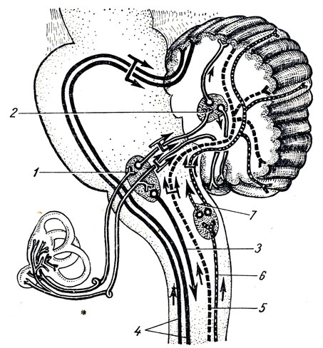 . 363.          . 1 - nucleus vestibularis lateralis; 2 - nucleus fastigii; 3 - tractus vestibulospinalis; 4 - tractus spinocerebellars anterior; 5 - tractus spinocerebellaris posterior; 6 -    ; 7 - tractus bulbothalamicus