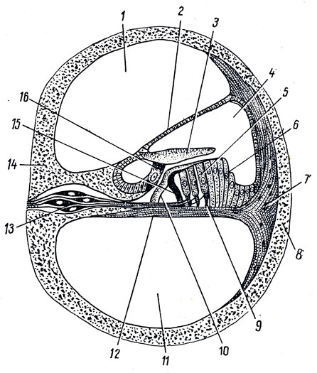 . 364.     . 1 - scala vestibuli; 2 - paries vestibularis ductus cochlearis; 3 - membrana tectoria; 4 - ductus cochlearis,      (    ); 5  16 -    ; 6 -  ; 7 -  ; 8  14 -   ; 9 -  ; 10  15 -    (   -); 11 - scala tympani; 12 -  ; 13 -   ganglion spirale
