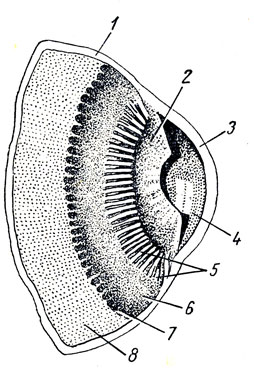 . 368.         . 1 - sclera; 2 - iris; 3 - cornea; 4 - camera bulbi anterior; 5 - processus ciliares; 6 - orbiculus ciliaris; 7 - ora serrata; 8 - pars optica retinae