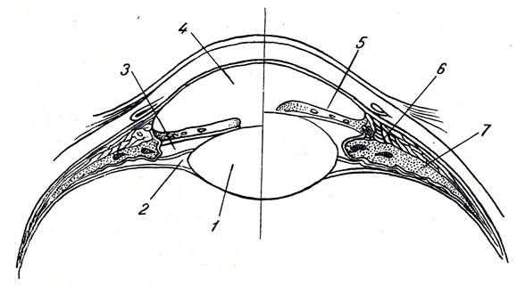 . 372.   . 1 - lens; 2 - spatia zonularia (Petiti), 3 -   ; 4 -   ; 5 - iris; 6 - m. ciliaris; 7 - corpus ciliare