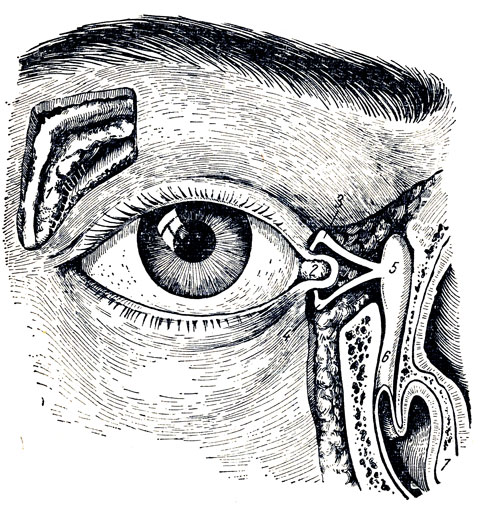 . 374.    . 1 - glandula lacrimalis; 2 - lacus lacrimalis; 3 - canaliculus lacrimalis (superior); 4 - canaliculus lacrimalis (inferior); 5 - saccus lacrimalis; 6 - ductus nasolacrimal; 7 - concha nasalis inferior
