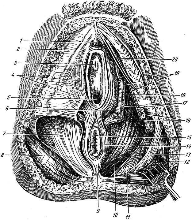 . 190.     ,   ( -  ). 1 - glans clitoridis; 2 - fascia lata; 3 - ostium urethrae externum; 4 - fascia superficialis perinea; 5 - ostium vaginae; 6 - m. bulbospongiosus; 7 - fascia diaphragmatic pelvis inierior; 8 - fascia glutea; 9 - lig. Anococcygeum; 10 - m. levator ani; 11 - lig. Sacrospinale; 12 - m. gluteus maximus; 13 - lig. Sacrotuberale; 14 - m. sphincter ani externus; 15 - anus; 16 - m. transverses perinea superficialis; 17 - m. transverses herinei profundus; 18 - fascia diaphragmatis urogenitalis inferior; 19 - fascia diaphragmatic urogenitalis superior; 20 - m. ischiocavernosus